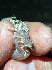 Tomopterna natalensis