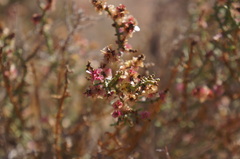 Haloxylon scoparium