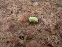 Oedionychina