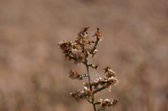 Haloxylon scoparium