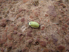 Oedionychina