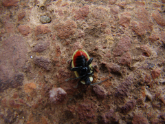 Oedionychina