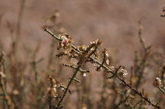 Haloxylon scoparium