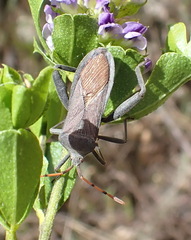Anoplocnemis