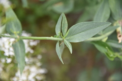 Caprifoliaceae