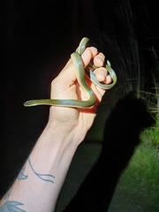 Lycodonomorphus rufulus