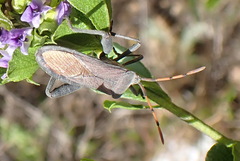 Anoplocnemis