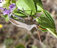 Anoplocnemis