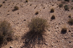 Haloxylon scoparium