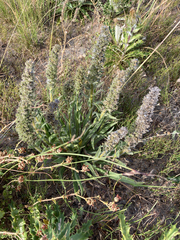 Echiostachys incanus