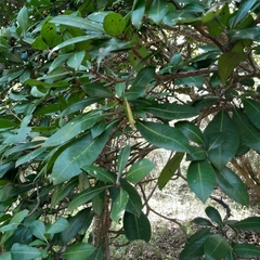 Vitellariopsis dispar