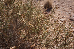 Haloxylon scoparium