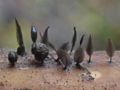 Comatricha fusiformis