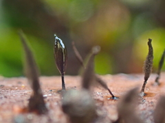 Comatricha fusiformis
