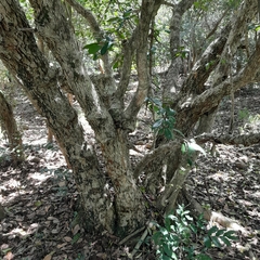 Vitellariopsis dispar