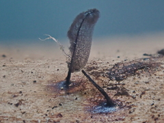 Comatricha fusiformis