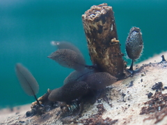 Comatricha fusiformis