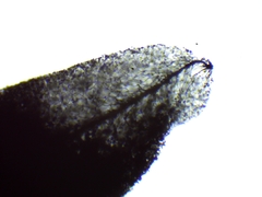 Comatricha fusiformis