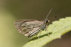 Callimormus interpunctata