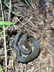 Lycodonomorphus rufulus