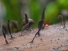 Comatricha fusiformis