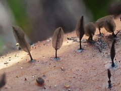 Comatricha fusiformis