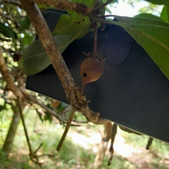 Vitellariopsis dispar