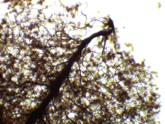 Comatricha fusiformis
