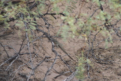 Aspidoscelis tesselatus