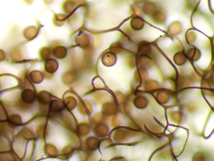 Comatricha fusiformis