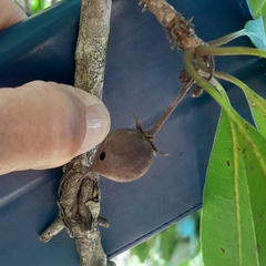 Vitellariopsis dispar