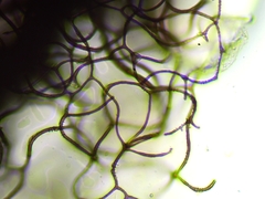 Comatricha fusiformis
