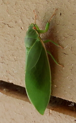 Cystosoma saundersii