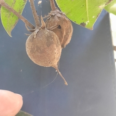 Vitellariopsis dispar