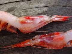 Pasiphaea multidentata