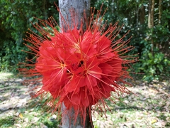 Brownea macrophylla