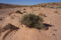 Launaea arborescens