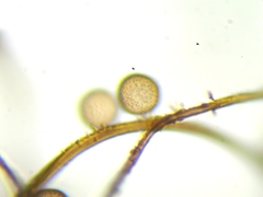 Comatricha fusiformis