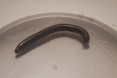 Myriapoda