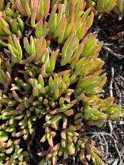 Carpobrotus