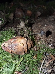 Auriscalpium vulgare