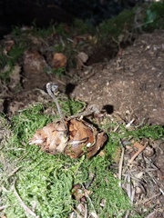 Auriscalpium vulgare