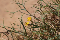 Launaea arborescens
