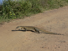 Varanus niloticus