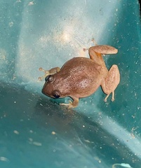 Eleutherodactylus antillensis