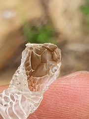 Philothamnus hoplogaster