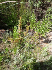 Pelargonium quercifolium