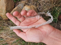 Philothamnus hoplogaster