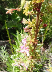 Pelargonium quercifolium