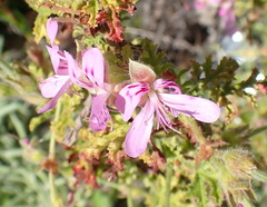 Pelargonium quercifolium
